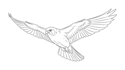 Obraz premium soaring Eagle: An intricately detailed line art illustration of an eagle in mid-flight, wings fully extended, showcasing the bird's graceful form and powerful presence.