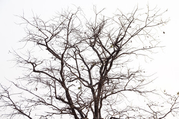 Obraz premium Large trees shed their leaves during the dry season.