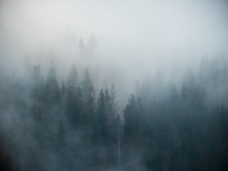 A moody aerial view of tall evergreen coniferous trees emerging through dense, low-hanging fog and mist in a mountain forest in Romania. © Dan
