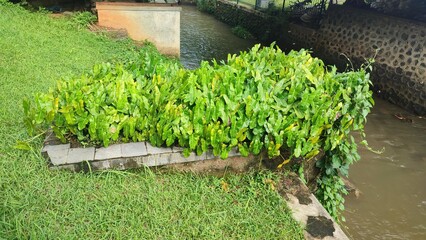 Beautiful view of Philodendron burle marx plant © Hera