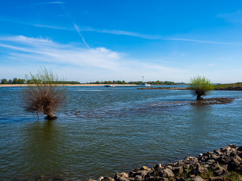 Pollarding willow trees growing in Waal river