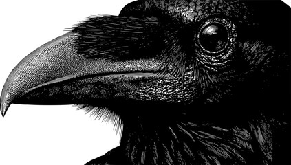Fototapeta premium A dramatic, high-contrast black-and-white ink illustration focusing on a close-up profile of a raven or crow's head, highlighting its sharp beak, dark feathery textures, and a singular, piercing eye.