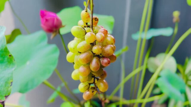 Harvesting organic grape in the garden
