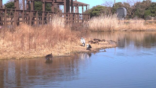 Spot-billed Duck Flapping Wings near Heron