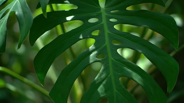 Close Up of a Monstera Leaf with Light and Shadows in a Lush Green Forest Foliage Texture Natural Leaf Background for