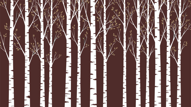 Natural background pattern featuring a dense forest of white birch tree trunks with small brown leaves against a dark background.