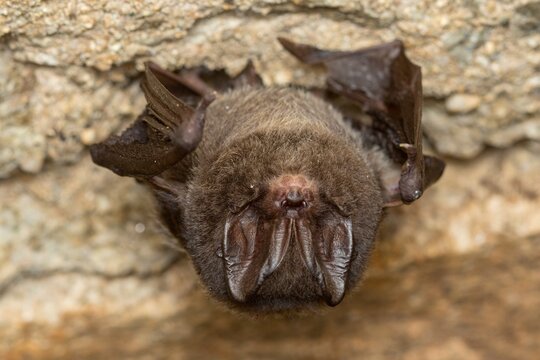 The western barbastelle, barbastelle or barbastelle bat (Barbastella barbastellus) hibernating bat on the wall of a cellar