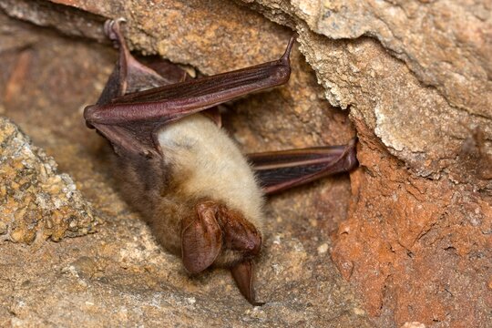 The greater mouse-eared bat (Myotis myotis) wintering in the cellar
