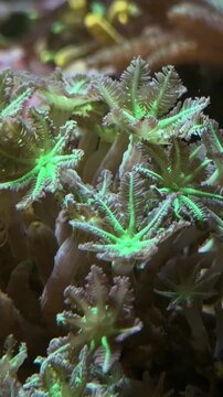 Floating Translucent Aquatic Plant Leaves in Saltwater Tank Macro Motion