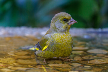 Gr&uuml;nfink (Carduelis chloris)
