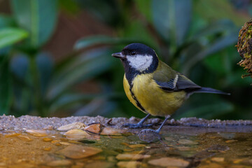 Obraz premium Kohlmeise (parus major)