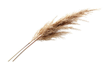 Water Reed Isolated on White Background - Tall Marsh Grass