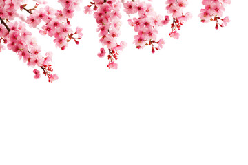 Spring Japanese Cherry blossom flower background vector. Sakura floral Wallpaper design of elegant watercolor cherry blossom flower, branch. Illustration for banner, wall decoration, backdrop, ads.