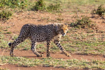 Fototapeta premium Young cat cheetah near tree. Masai Mara, Kenya