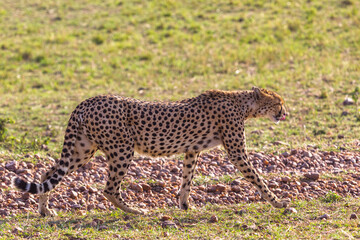 The cheetah walking. Masai Mara, Kenya. Africa