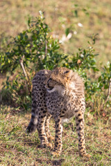 Young cat cheetah near tree. Masai Mara, Kenya