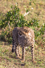 Fototapeta premium Young cat cheetah near tree. Masai Mara, Kenya