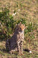 Obraz premium Young cat cheetah near tree. Masai Mara, Kenya