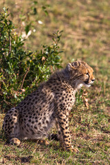 Fototapeta premium Young cat cheetah near tree. Masai Mara, Kenya