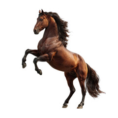 Fototapeta premium Brown Horse Rearing on Transparent Background with flowing mane and muscular body