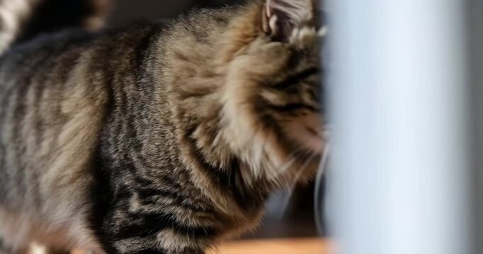 Domestic cat walking towards camera indoors sunlight