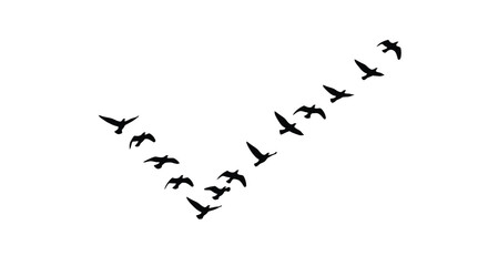 Flock of birds flying in V-formation silhouette vector
