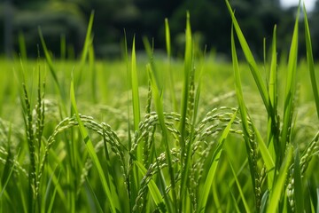 Fototapeta premium Close up of immature, vibrant green rice growing in a paddy field, showcasing the healthy growth of the crop