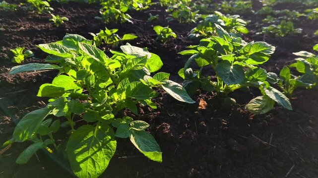 Close -up potatoes on the field of green plants in the sun