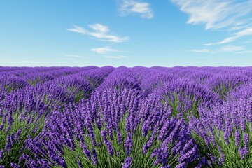 Fototapeta premium Fields of vibrant lavender stretch beneath a clear blue sky in summer bloom