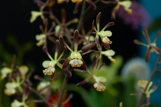 Encyclia orchid flowers with greenish petals, brown segments and yellow lip with fine markings, airy inflorescence on branching stem against dark background.