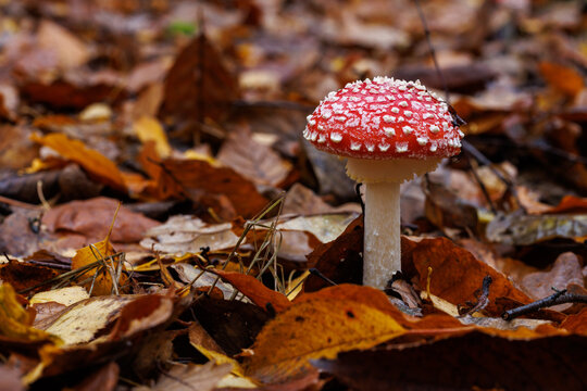 Fliegenpilz (Amanita muscaria)