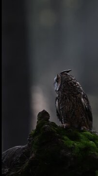 Long eared owl (Asio Otis) Floyd up. Dark forest background.

