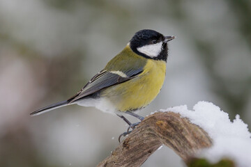 Obraz premium Kohlmeise (parus major)