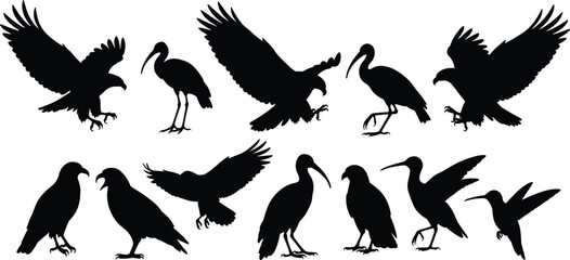 Obraz premium Vector, black, silhouettes, of, assorted, birds, including, flying, eagles, landing, hawks, standing, storks, ibises, ravens, and, a, tiny, hummingbird, for, nature, and, wildlife, design, projects