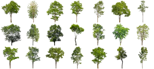 Fototapete Bäume collection of various isolated green trees photographed against a transparent background, ideal for architectural renderings and landscape design.  © Ali