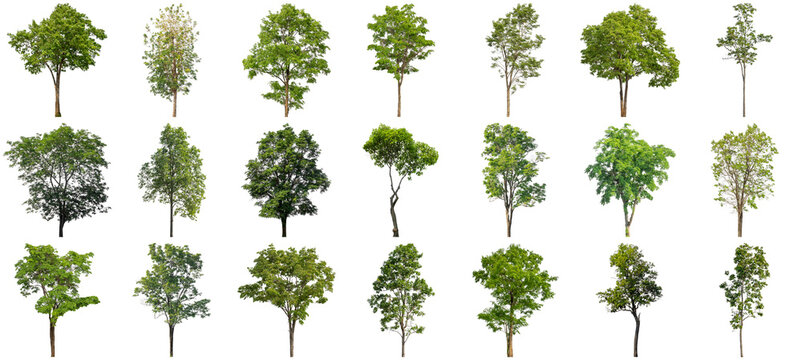 collection of various isolated green trees photographed against a transparent background, ideal for architectural renderings and landscape design.