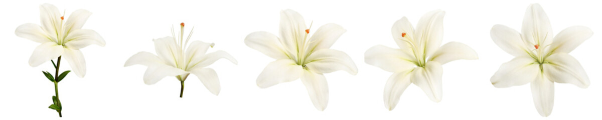 Obraz premium a striking collection of realistic white lily flowers photographed from various angles, gracefully isolated on a dark background.
