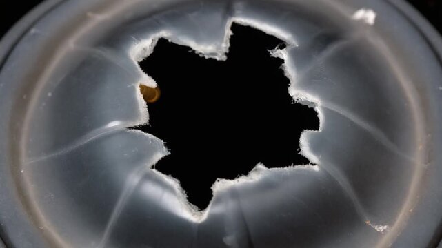 Sperm Penetrating Human Egg Cell Fertilization.