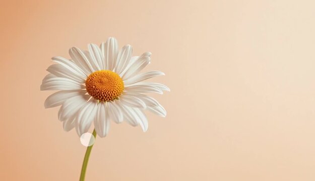 A single white daisy flower with a bright yellow center, positioned on the left side of the frame against a soft peachy beige gradient background, long green stem visible
