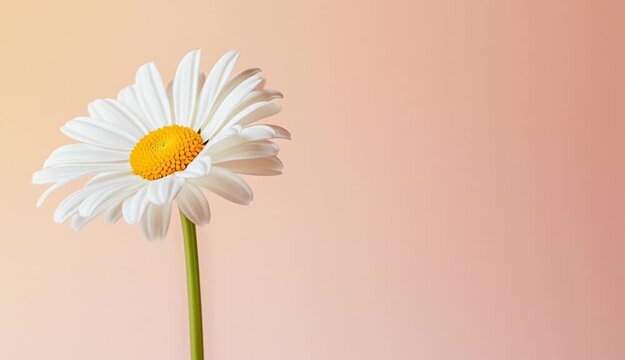 A single white daisy flower with a bright yellow center, positioned on the left side of the frame against a soft peachy beige gradient background, long green stem visible
