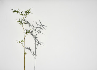 Obraz premium Minimalist Bamboo Stalk Casting Shadow On White Wall