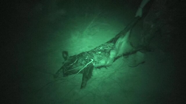 A person walks through a dark forest using night vision. They are looking for wild animals. The surroundings are unclear due to low light. The action continues with careful movements.