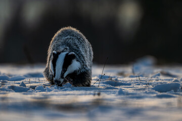 Badger close up ( Meles meles ) © Rudolf