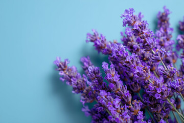 Obraz premium Lavender flowers grow and create a calming atmosphere in a simple setting with a blue background
