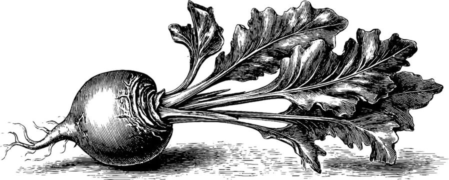 Taro root corm plant anatomy vintage botanical engraving for educational design