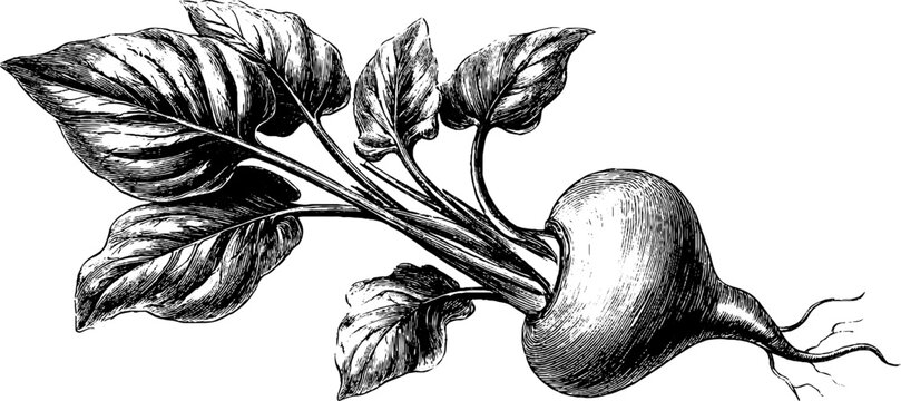 Taro root corm plant anatomy vintage botanical engraving from the 19th century for educational design
