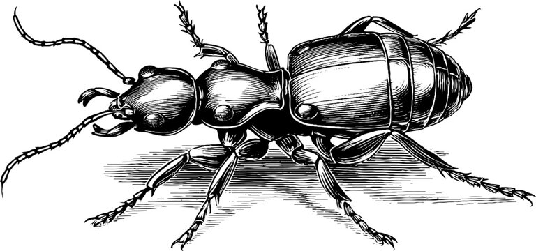 Vintage termite insect specimen botanical engraving from the 19th century