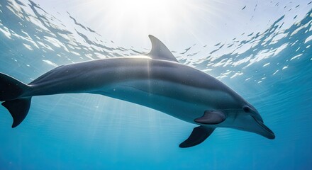 Naklejka premium Dolphin swimming underwater with sunlight filtering through