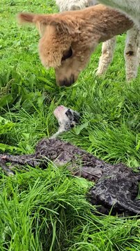 Newborn alpaca cria lies wet on grass receiving affectionate sniffs from mother and herd, capturing the miracle of life for livestock and nature concepts.
