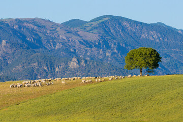 mountain, tree and flock of sheep